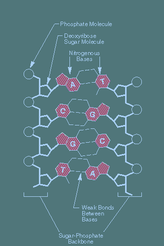 dna_hbonds.gif (5737 bytes)