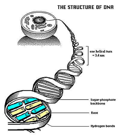 structure.gif (25101 bytes)